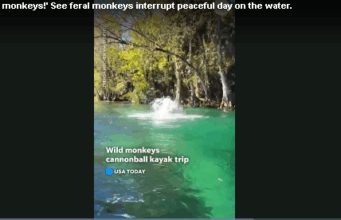 Обезьяны из лаборатории сбежали после аварии грузовика в Миссисипи, одна остается на свободе